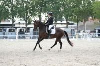 Vente de cheval : So Joyfull MS